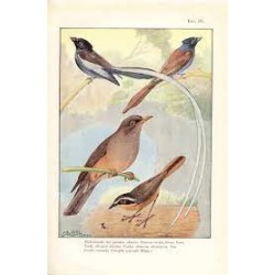 EB416 - Gli uccelli dell'Africa Orlentale Italiana