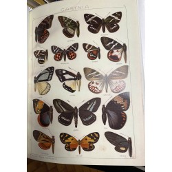 EB448  Seitz - Family Castiidae