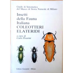 EB49 - Pesarini – Coleotteri Elateridi